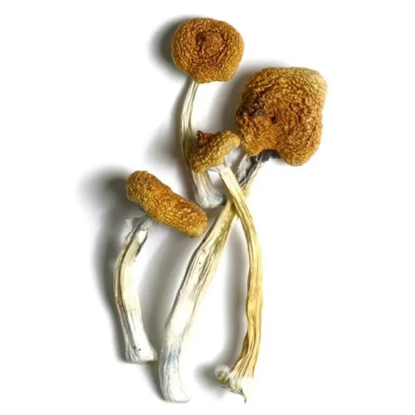 B+ Magic Mushrooms