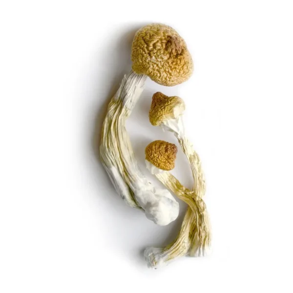 Golden Teacher Magic Mushrooms